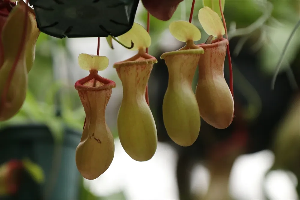 Animal kingdom banner